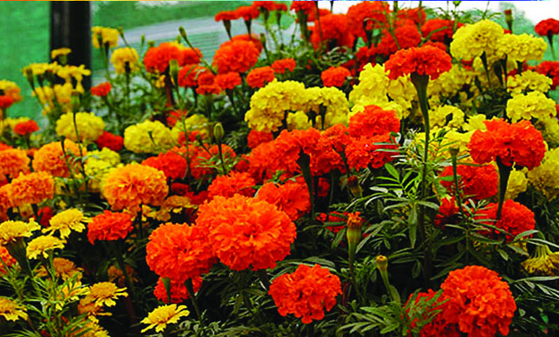 গাঁদা