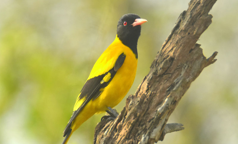 বেনেবউ কিংবা ইষ্টিকুটুম