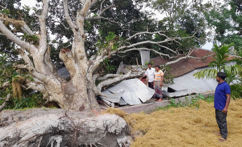ঝড়ে সরকারি গাছ পড়ে ঘর বিধ্বস্ত, অপসারণ হয়নি ৭ দিনেও

