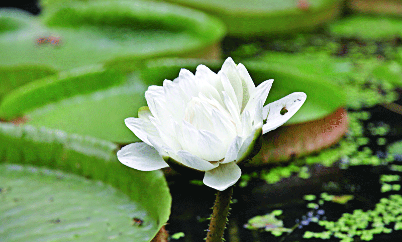 অন্য রকম সুন্দর আমাজন লিলি