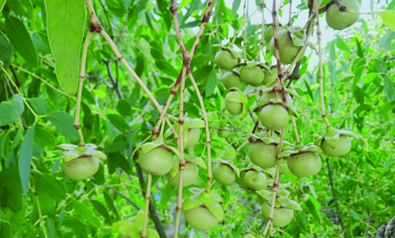 কেওড়া