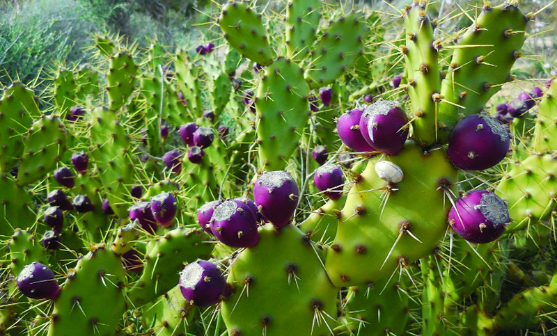 Xotinim fohisha (foto) Xotinim fohisha (foto)