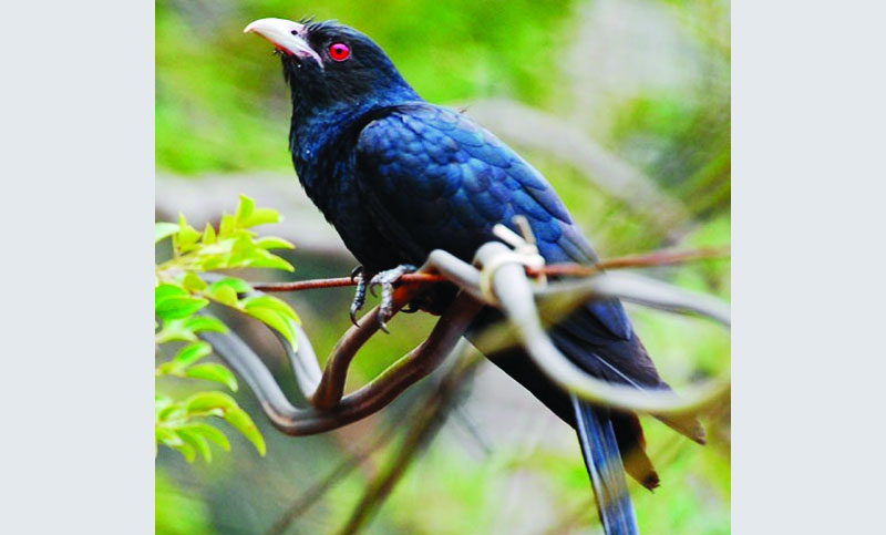 কোকিল