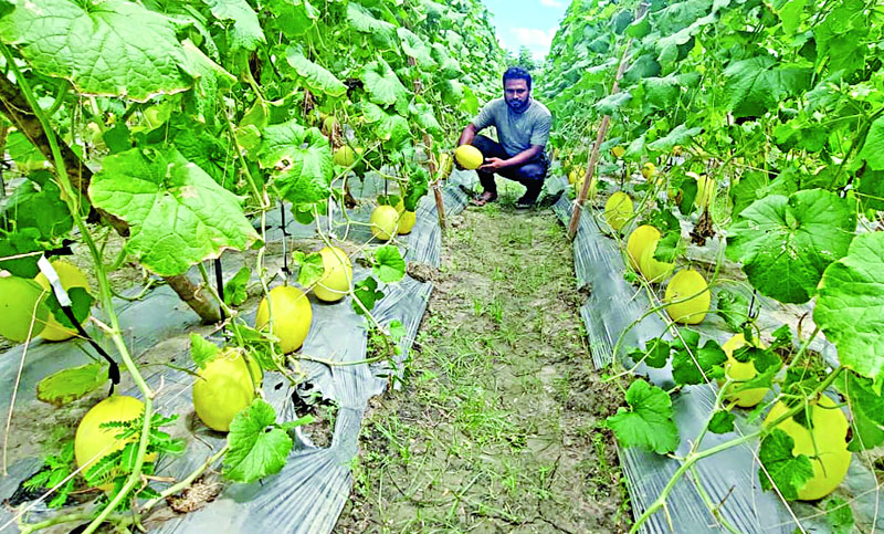 আয়ের পথ দেখাচ্ছে মরুর ফল সাম্মাম