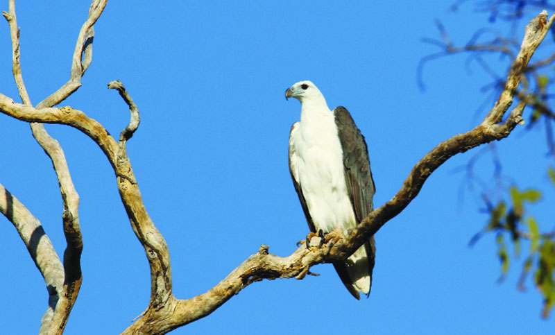 ইগল