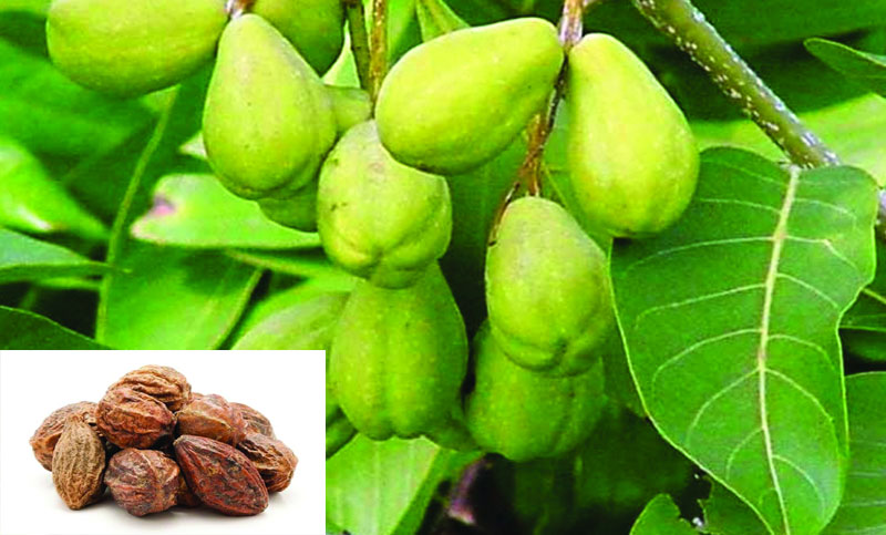 হরীতকী