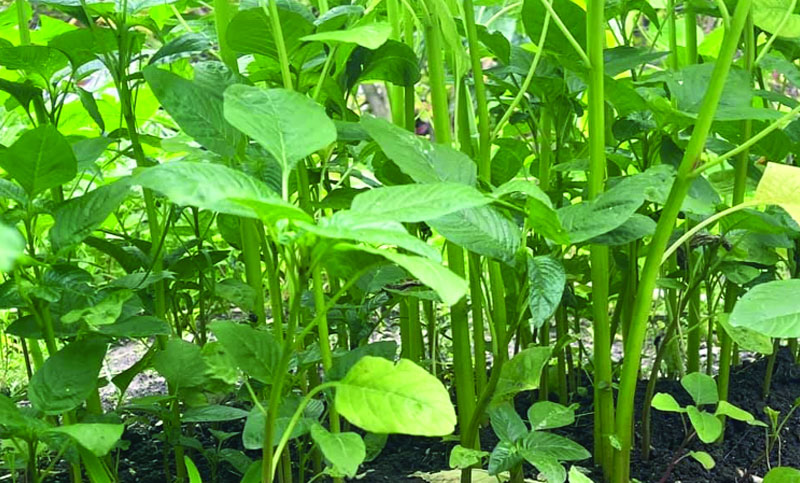 ডাঁটাশাক