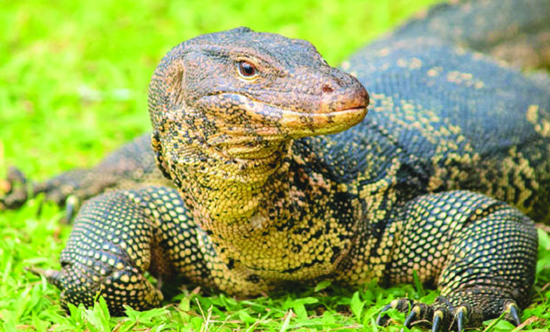 গুইসাপ