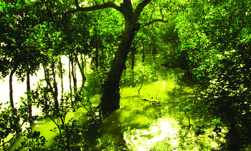 সুন্দরীগাছ