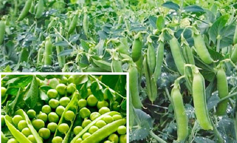 মটরশুঁটি