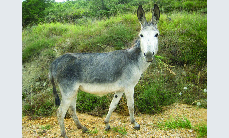 গাধা