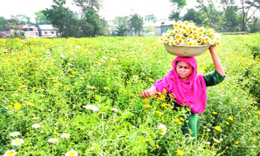 ফুল চাষিদের মুখ মলিন