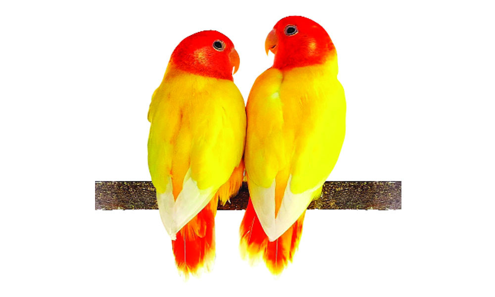 Балапанды мас қылып, оны трафик етті