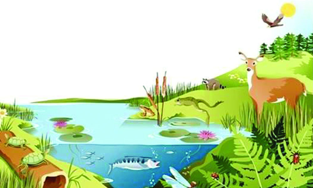 বাস্তুতন্ত্র