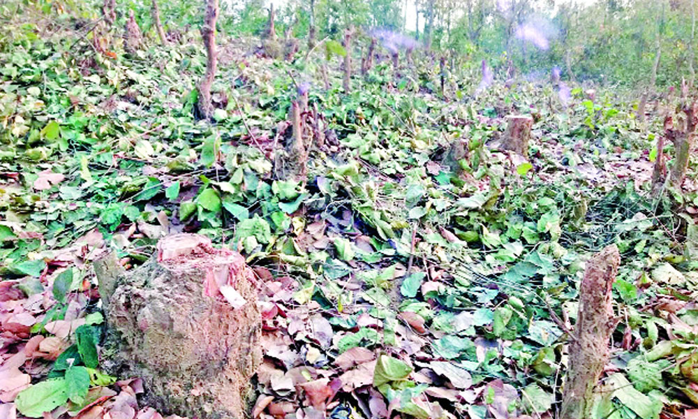 বনের গাছ কেটে গুঁড়িতে আগুন
