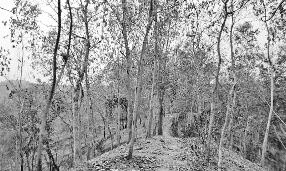 পুড়ল ৪০ হেক্টর সংরক্ষিত বন