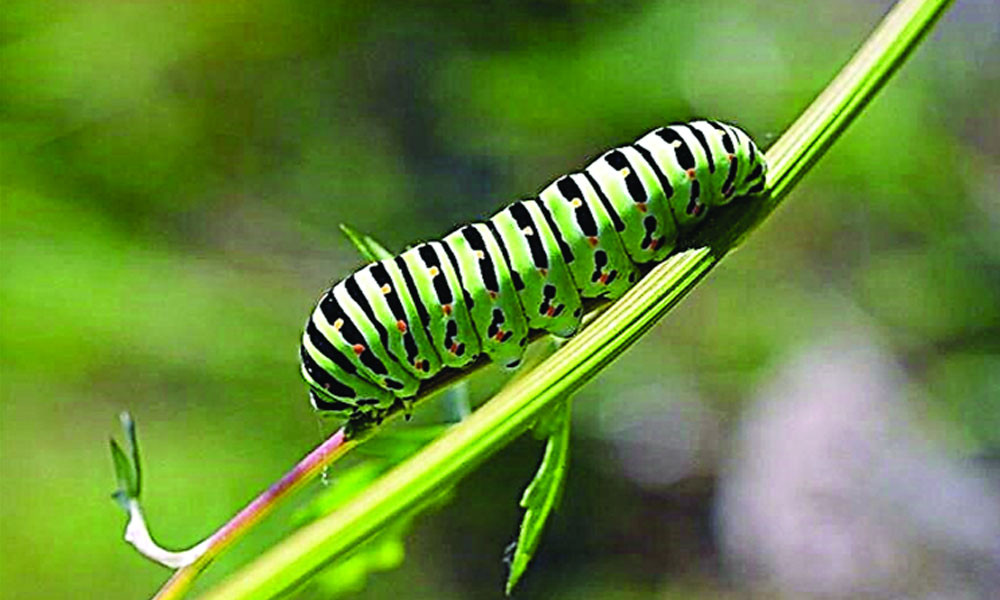 শুঁয়োপোকা