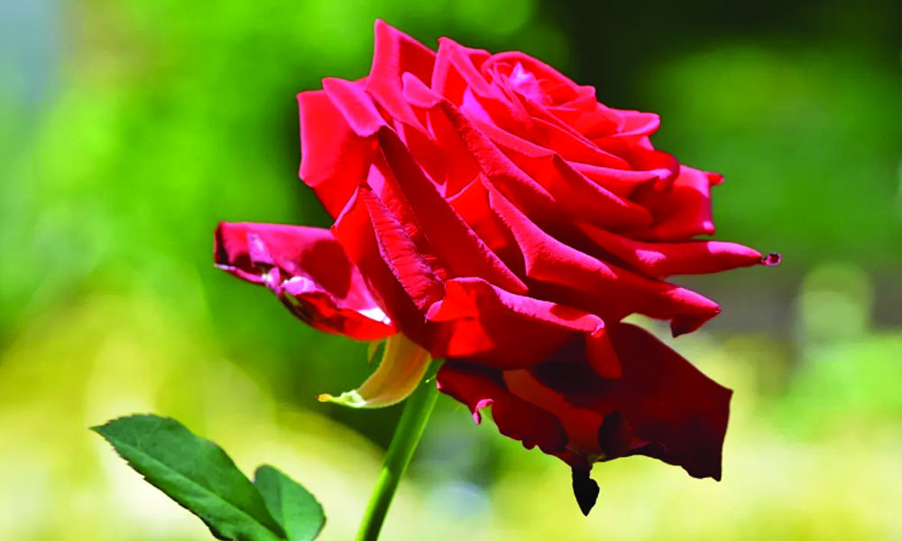 গোলাপ
