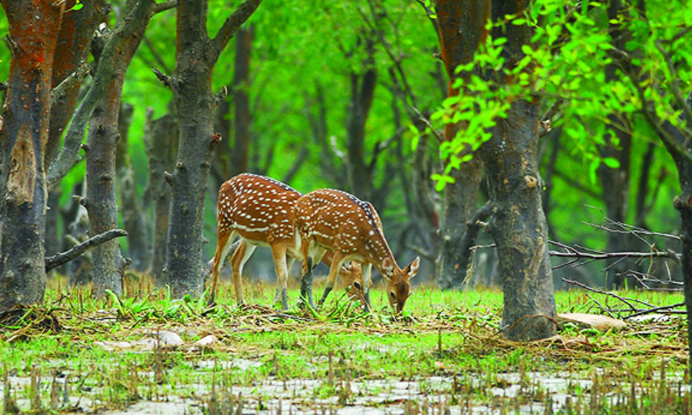 নিঝুম দ্বীপ