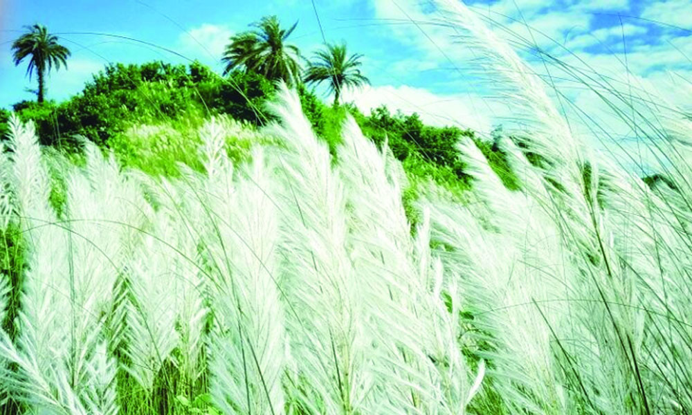 কাশফুল