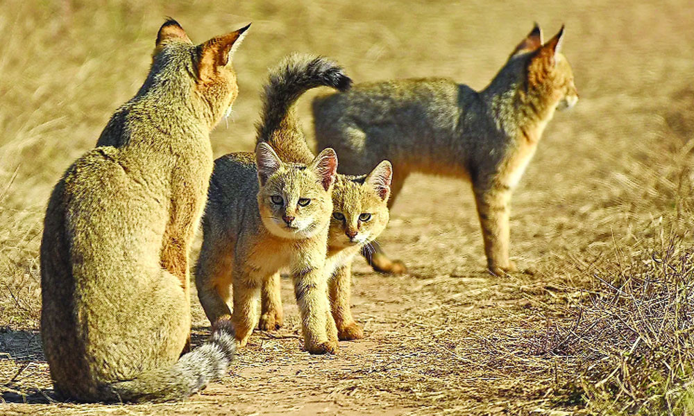 বনবিড়াল