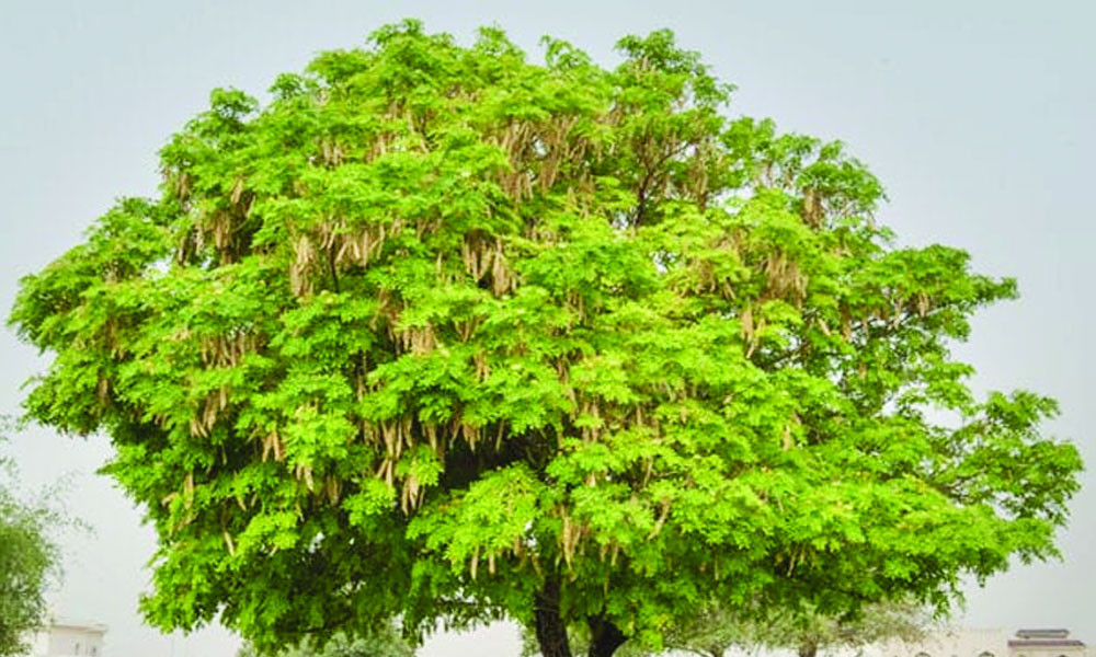 শিরীষগাছ