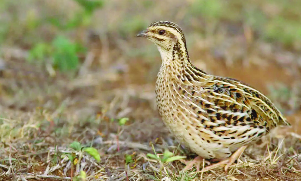 কোয়েল পাখি