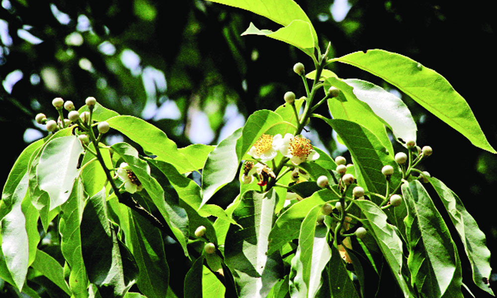স্নিগ্ধ শোভার মাকড়িশাল