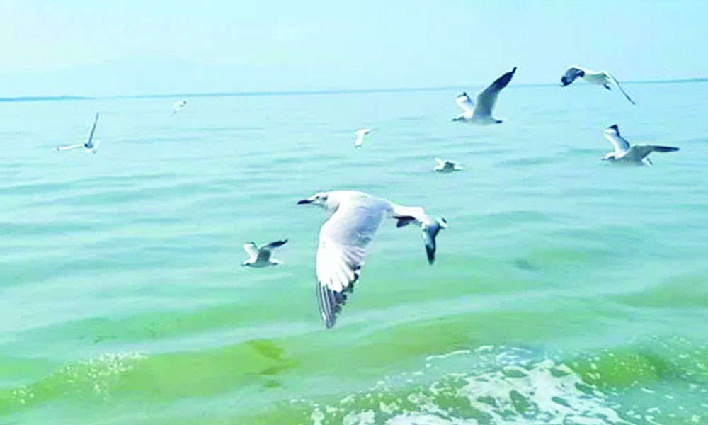 গাঙচিল