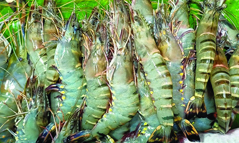 বাগদা চিংড়ি