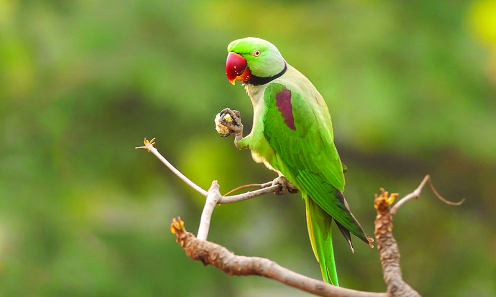 চন্দনা