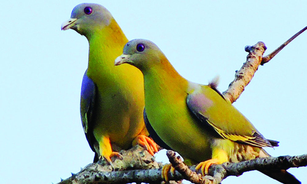হরিয়াল