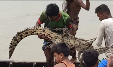 জেলের জালে উঠল এক দুর্লভ কুমির!