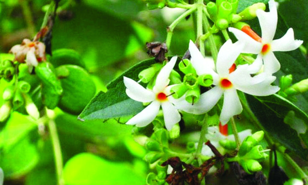 শিউলি ফুল