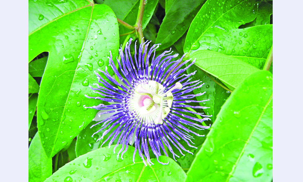বর্ষার রূপসী ঝুমকোলতা ফুল