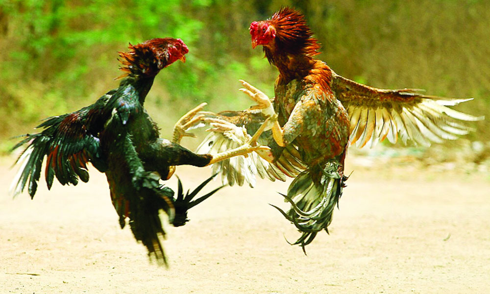 মোরগ লড়াই