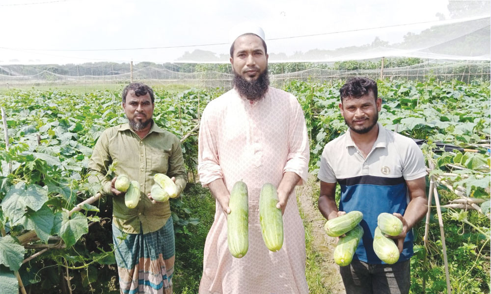 কৃষিজমিতে শসা, ঢেঁড়শ চাষ