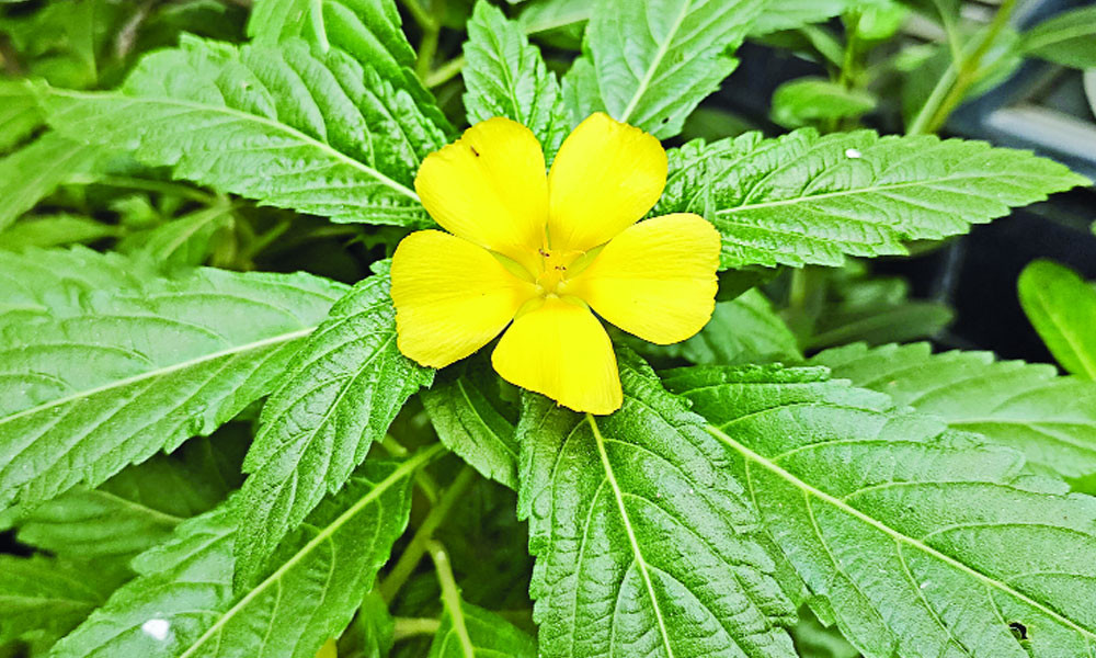 শরতে ফুটেছে বুনো ফুল বাসন্তী