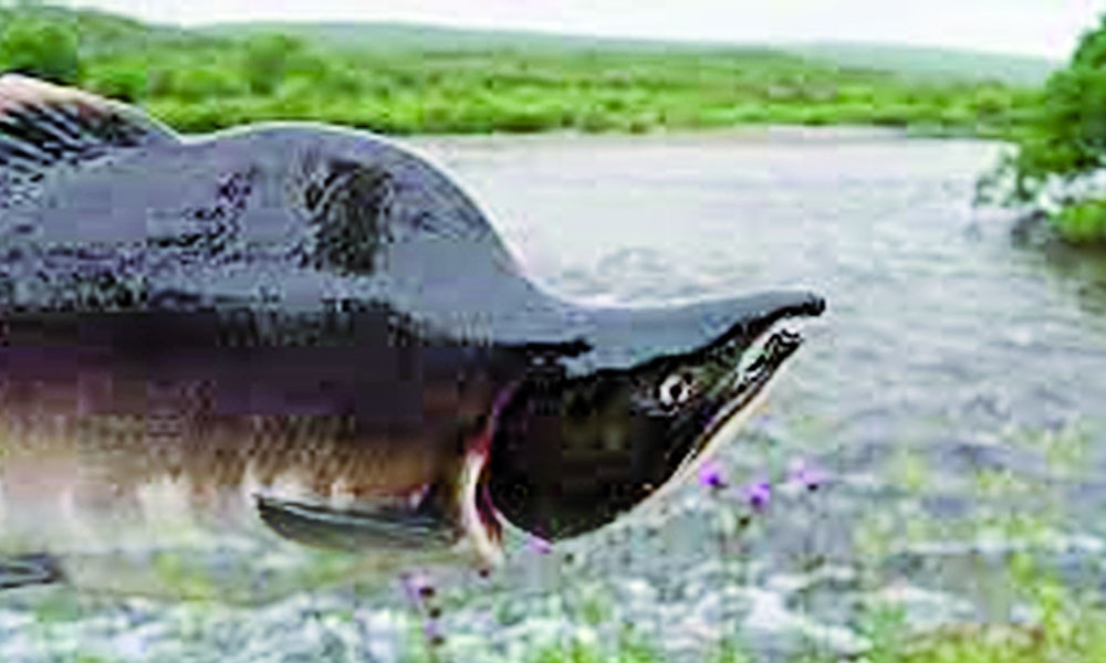 রুশ দানব স্যামনের হানা