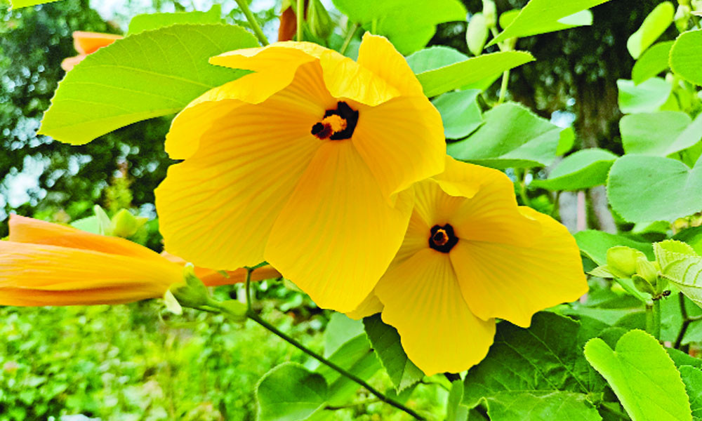 ছড়িয়ে পড়ছে সাগরজবা