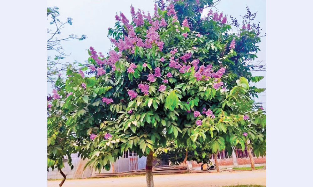 জারুল