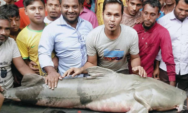 ৭২ কেজির বাঘাইড়ে মহাসিনের খুশির দিন