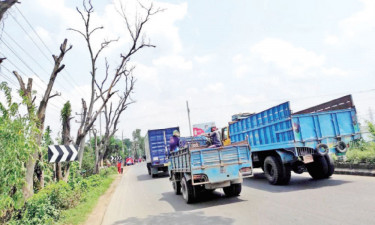 মরা গাছে দুর্ঘটনার শঙ্কা