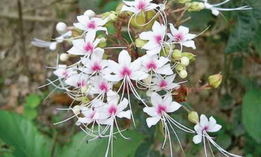 ভাঁটফুল