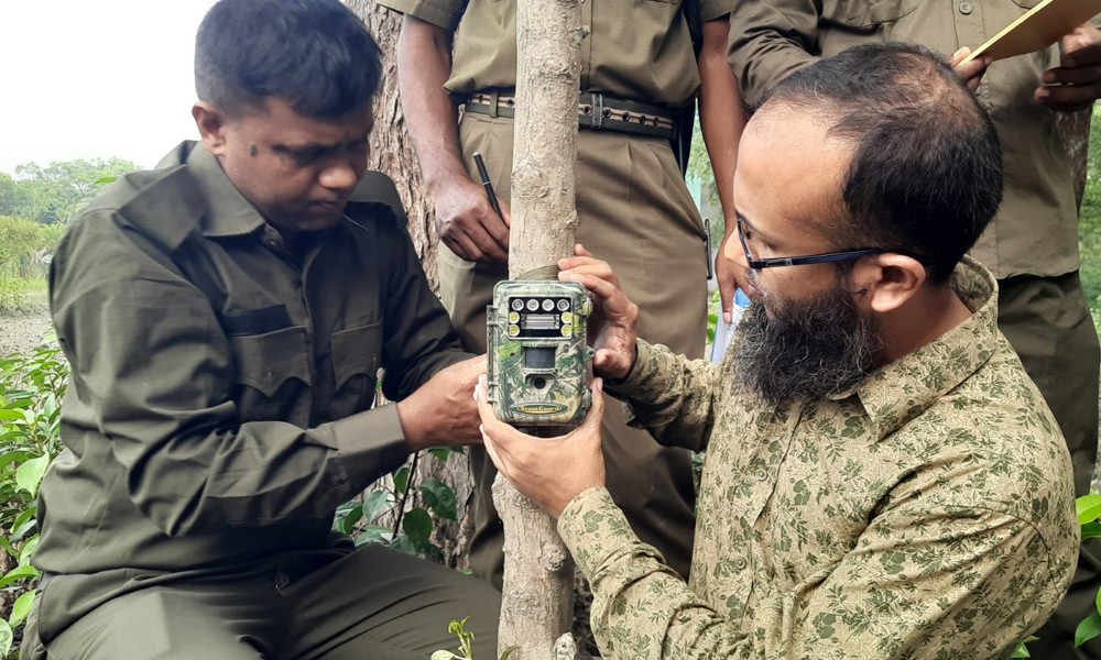 পূর্ব সুন্দরবনে বাঘ গণনা শুরু, প্রকল্প ব্যয় ২ কোটি ৭০ লাখ