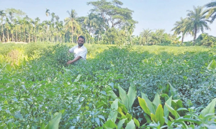 সমন্বিত চাষাবাদে লাভ বেশি