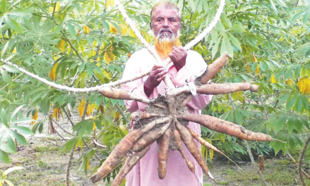 শিমুল আলুতে সম্ভাবনা, চিন্তা বিক্রি নিয়ে