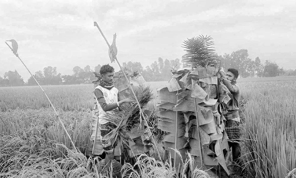 চলনবিলে পাখি নিধন