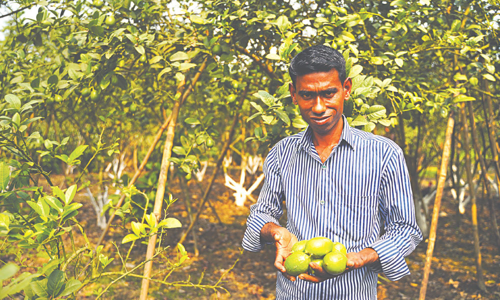 লেবুতে সমৃদ্ধি জাহিদের