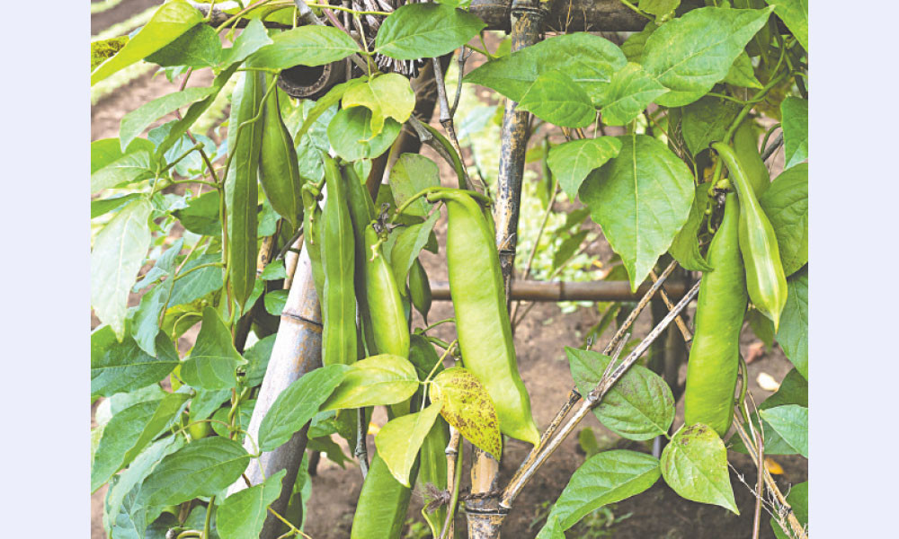 তলোয়ারের মতো মৌ শিম